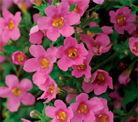 Pink Bacopa