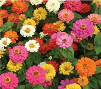 Thumbelina Mix Zinnia Seeds